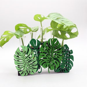Monstera Propagation Planter