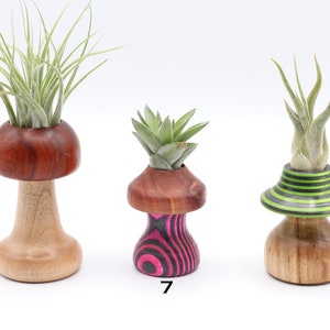 May include: Three wooden air plant holders in a mushroom shape. The holders are made of different types of wood and feature various designs, including a natural wood finish, pink and black stripes, and green and black stripes. Each holder contains an air plant.