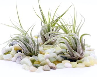Tillandsia Bulbosa- 