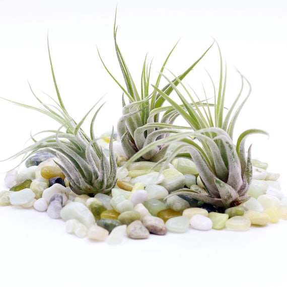 Air Plant Bundles, Ionantha Kolbii, Caput Medusa, Bulbosa Air Plants, Live  Air Plants