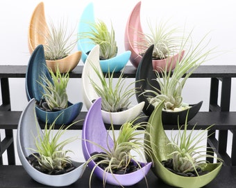 Half Moon Air Plant Display