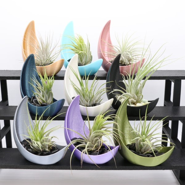 Half Moon Air Plant Display