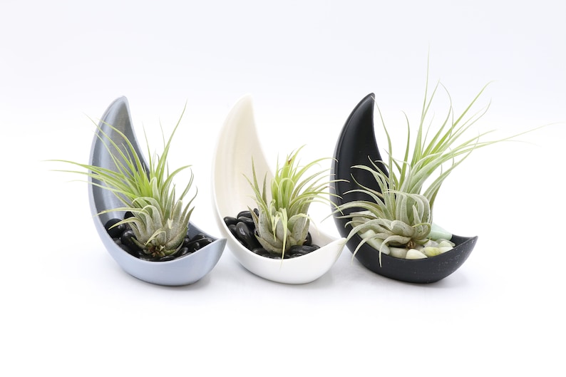 Half Moon Air Plant Display image 2