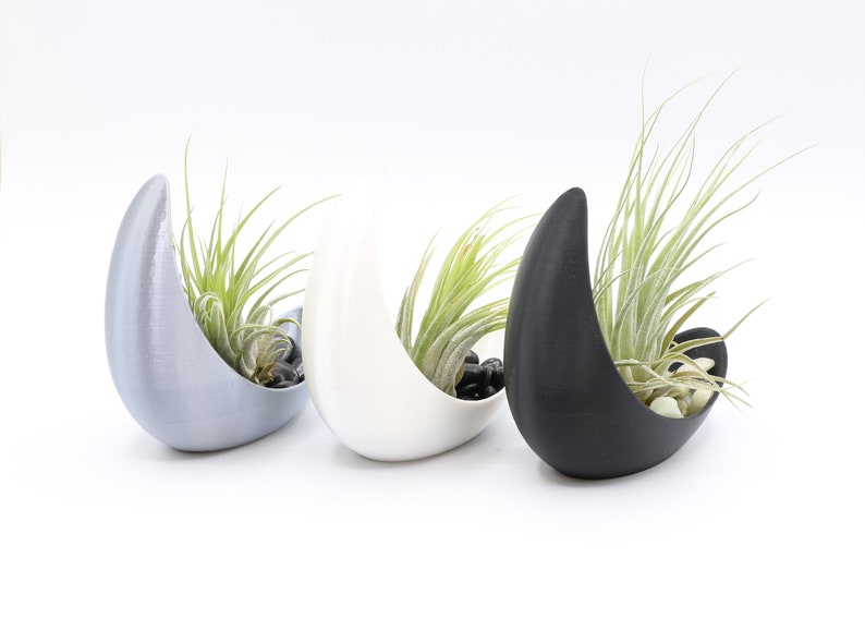 Half Moon Air Plant Display image 3