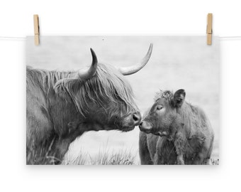 Highland Cow Print, Highland Cow, Boerderij Kunst, Schotland Fotografie, Highland Cow Foto, Koe Foto, Koe Minnaar Cadeau, Koe Cadeau, Koe Foto