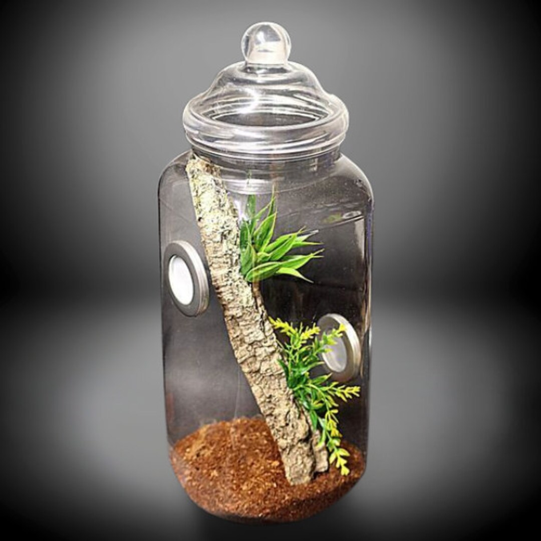 Tall Praying Mantis Terrarium Kit Including Decor Etsy