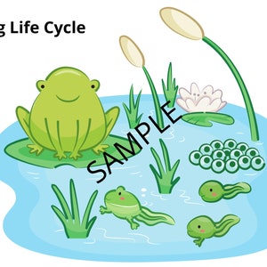 Frog Life Cycle Download