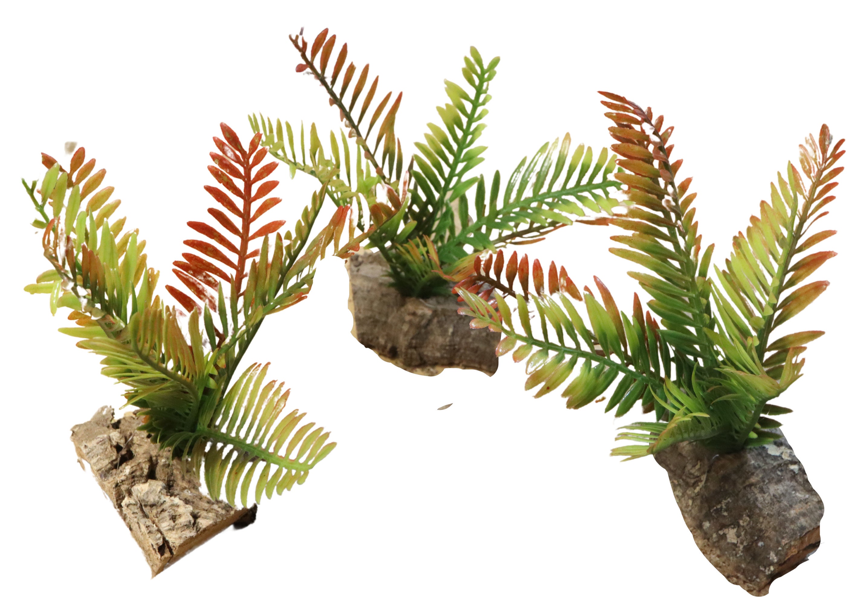 Live reptile clearance plants for sale