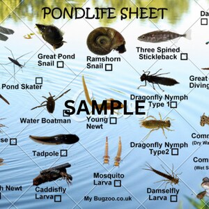 Pondlife Spotter Card Ideale per qualsiasi immersione nello stagno