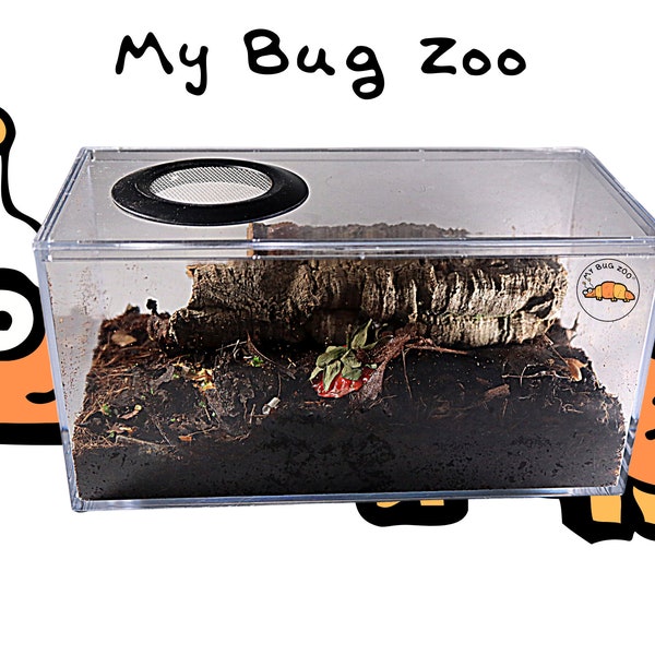 My Bug Zoo Includes Four Pet Orange WOODLICE
