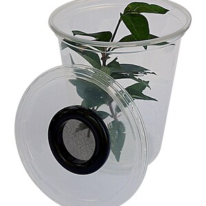 Critter Cups Ideal Starter Homes For All Manner of Invertebrates