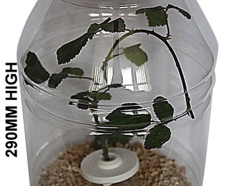 Extra Large Stick Insect Jar Including Substrate and Twig Pot