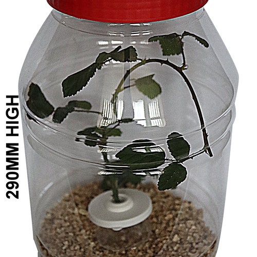 Extra Large Stick Insect Jar Including Substrate and Twig Pot