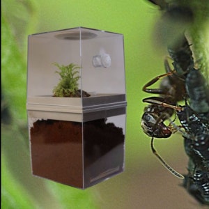 Double Decker Ant Farm Including Decor Pack