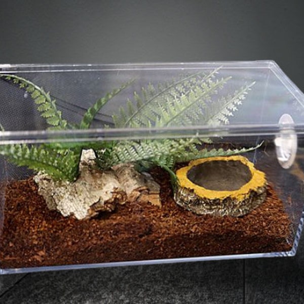 Mini Vivarium Idéal pour les grenouilles, les tarentules et autres arachnides au sol *