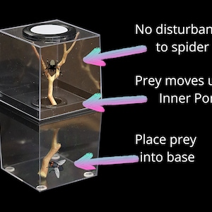 Made-to-order Medium Jumping Spider Enclosure, Jumping Spider Decor, Jumping  Spider Enclosure Accessories, Jumping Spider, Arboreal, Custom 