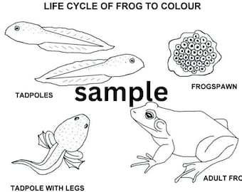 Life Cycle Of A Frog Colouring Sheet Download