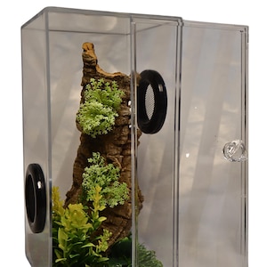 Jumping Spider Starter Set Including Decor Pack