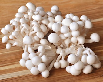 White Beech, Bunapi-shimeji (Hypsizygus tessellatus) Mushroom Culture