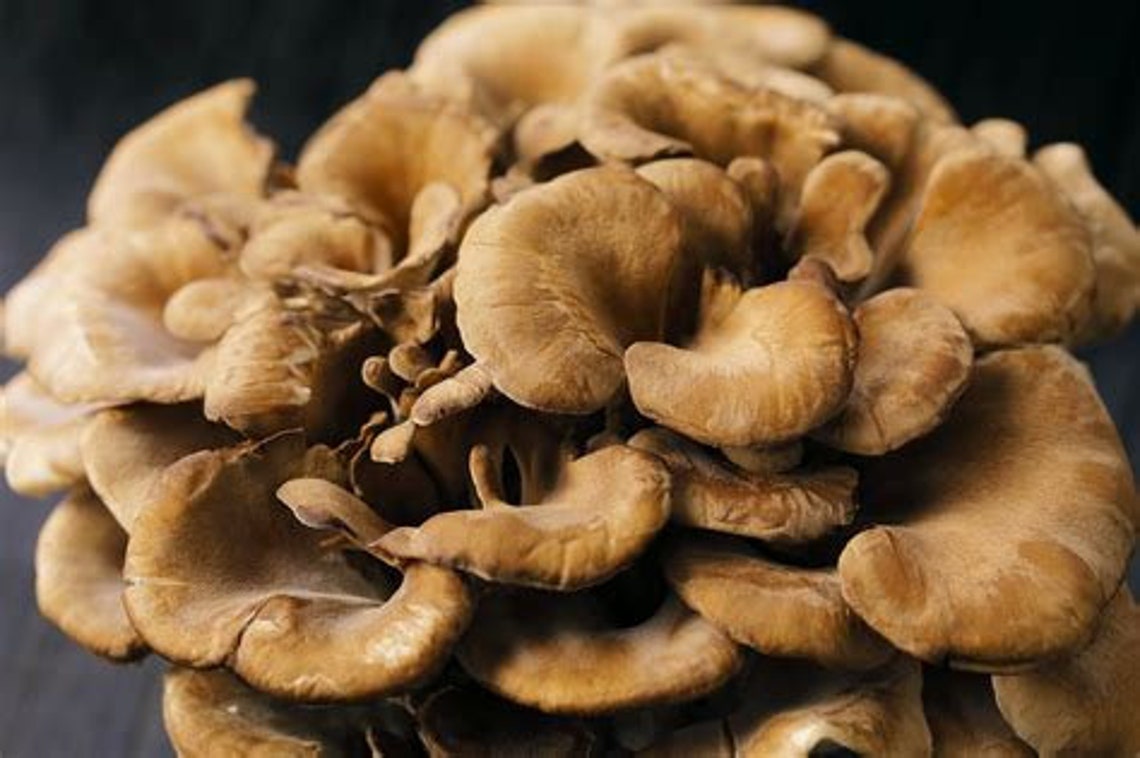 Maitake Hen of the woods Grifola Frondosa Mushroom Culture Etsy