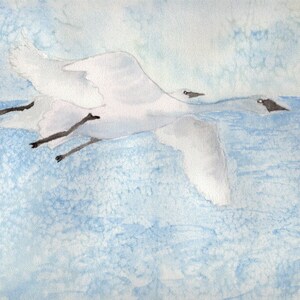 Oiseaux d’une plume