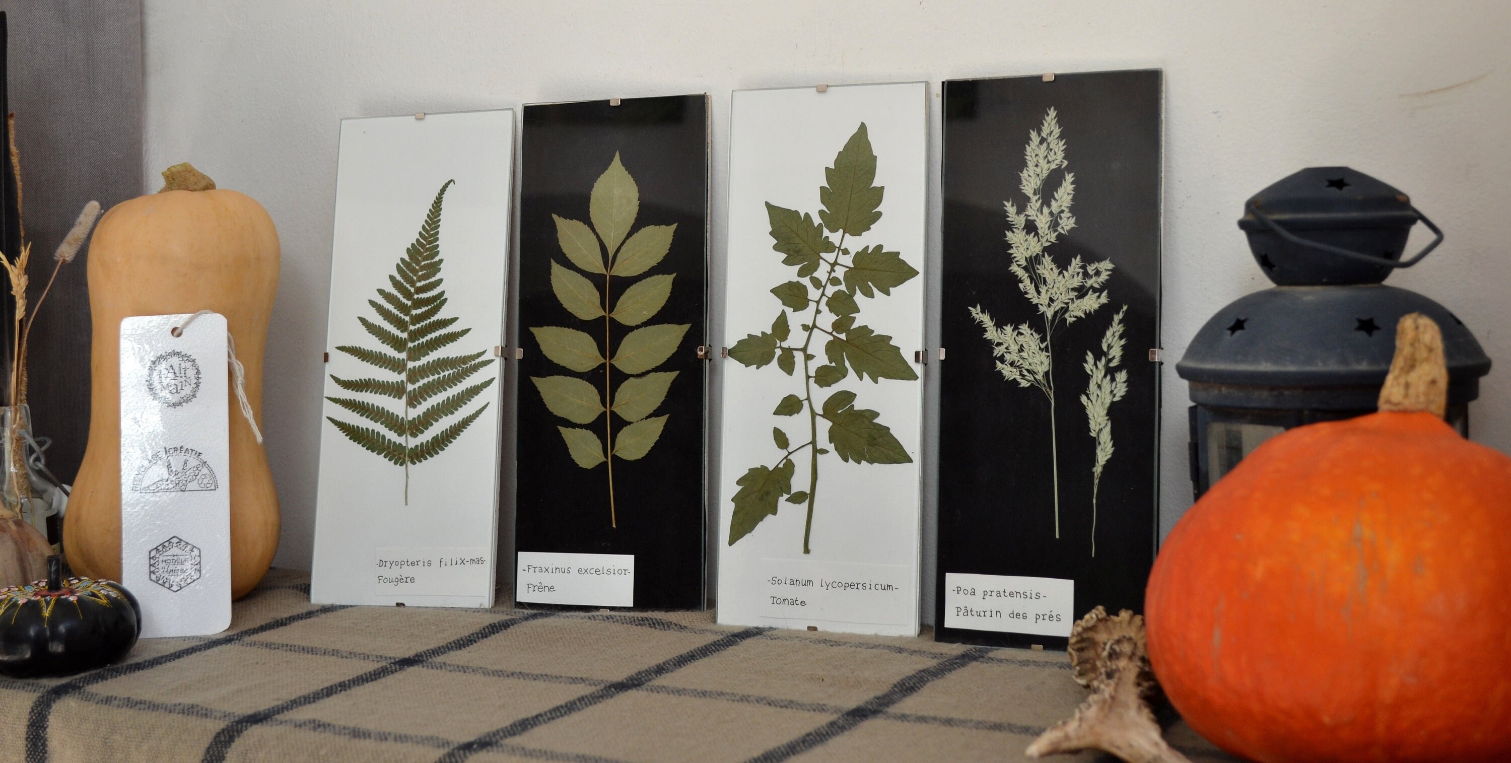 Sous Verre Herbier Vintage/Planche Botanique - en Lot ou à L'unité