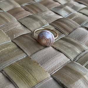 Shell rings,  gift for girl, shells, island gift, birthday gift, Opihi Shell, puka shell, cowrie shell