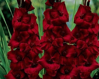 Gladiolus 'Espresso' bulbs