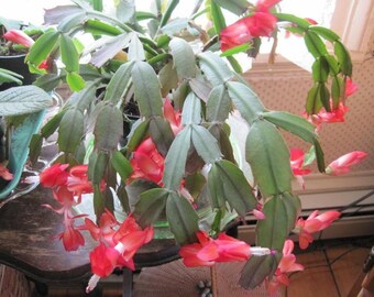 Christmas Cactus Etsy