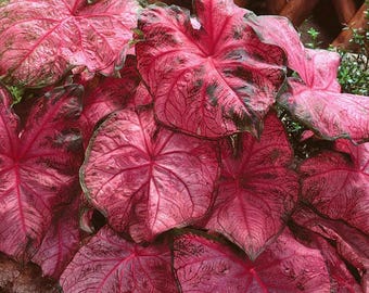 Caladium 'Fannie Munson' bulbs