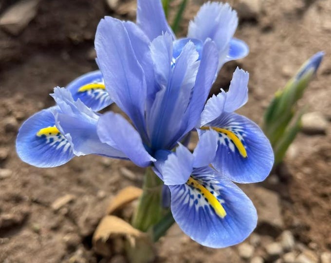 Iris Reticulata 'alida' Bulbs: Dwarf Blue Spring Flowers - Etsy
