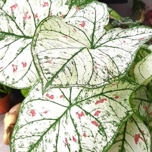 May include: Close-up of Caladium plant leaves. The leaves are primarily white with green edges and veins, and small red spots. The leaves have a heart shape. The plant is in a pot.