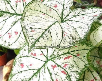 Caladium 'Cranberry Star' Bulbs | White, Green, Red Leaf Tubers