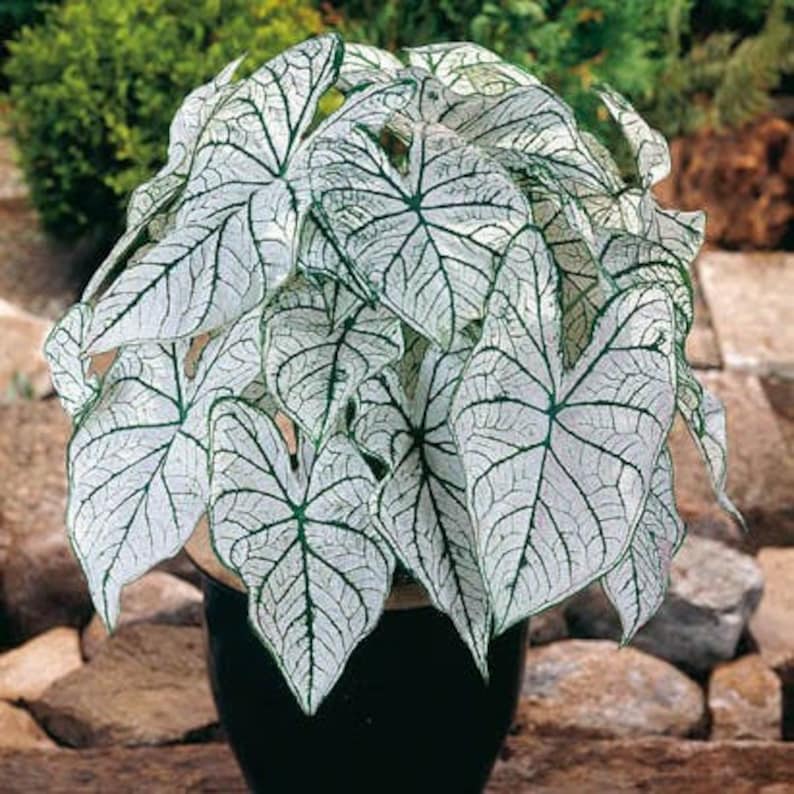 Caladium 'candidum' Bulb | Large White Heart-shaped Leaves, Tropical ...