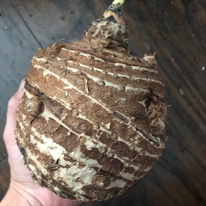 May include: A close-up of a taro root, a starchy edible tuber. The root is brown with white stripes and a textured surface. A small sprout emerges from the top. The image is taken against a dark wood background.