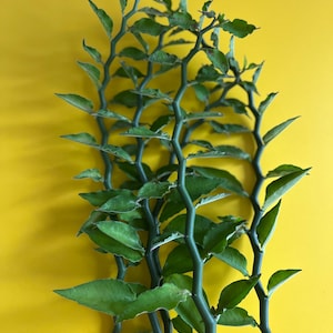 Euphorbia tithymaloides | Devil&#39;s Backbone | Devils Backbone Cuttings | Succulent Cuttings