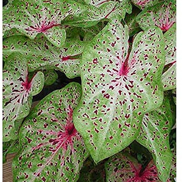 Caladium Bulbs Etsy