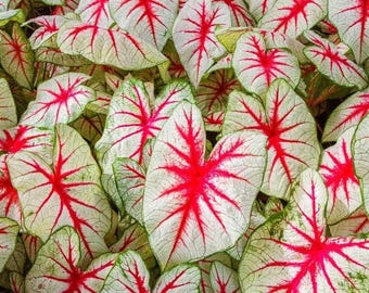 Caladium 'Fiesta' Bulb | Pink Veined White Leaves