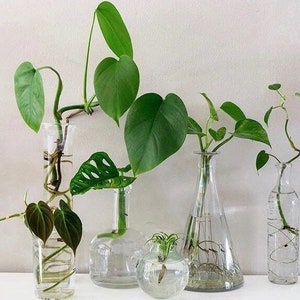 Mystery House Plant Cuttings Box: Tropical Indoor Plants Surprise