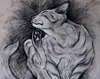 Dibujo original a carboncillo: Gato atigrado rascándose (12 x 9 pulgadas)