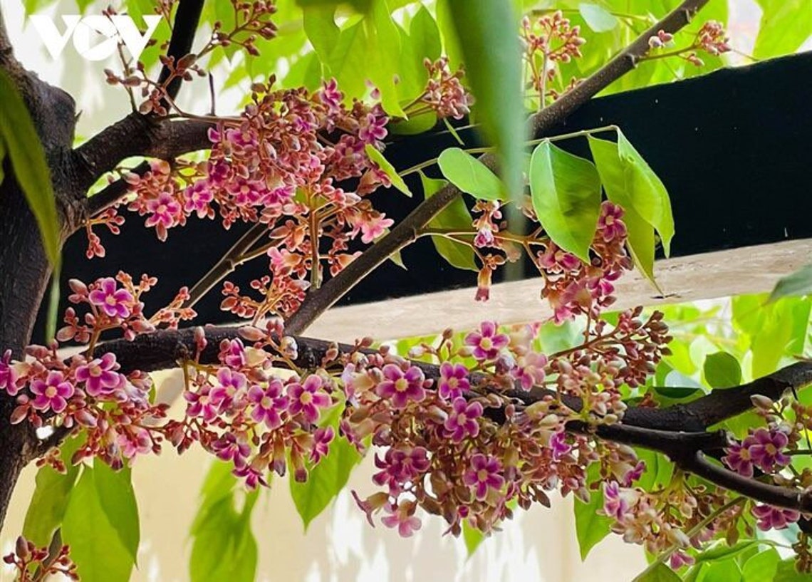 Star Fruit fwang Tung averrhoa Carambola Grafted Tree Get - Etsy