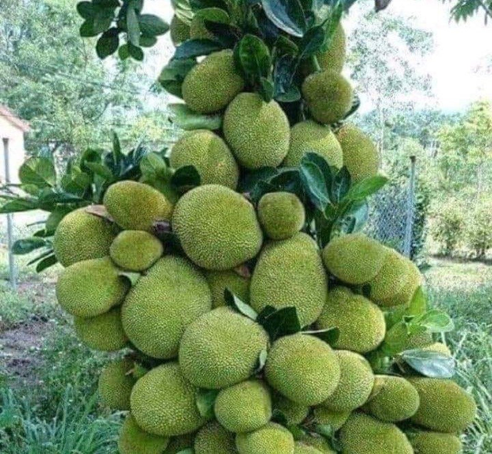 Cochin Dwarf Jackfruit Tree Grafted / Shipping With Pot Etsy