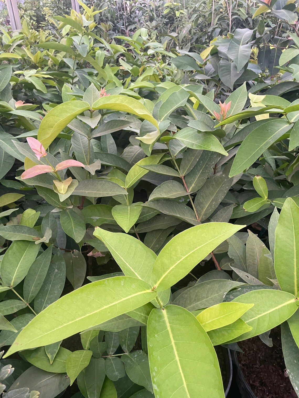 An Phuoc Wax Jambu Tree 7 Gallon Pot With Nice Branches Etsy