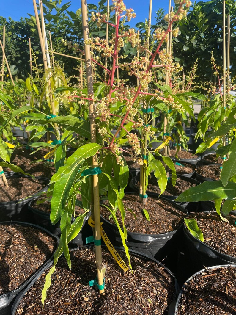 Julie Dwarf Mango Tree Shipping With Pot Etsy