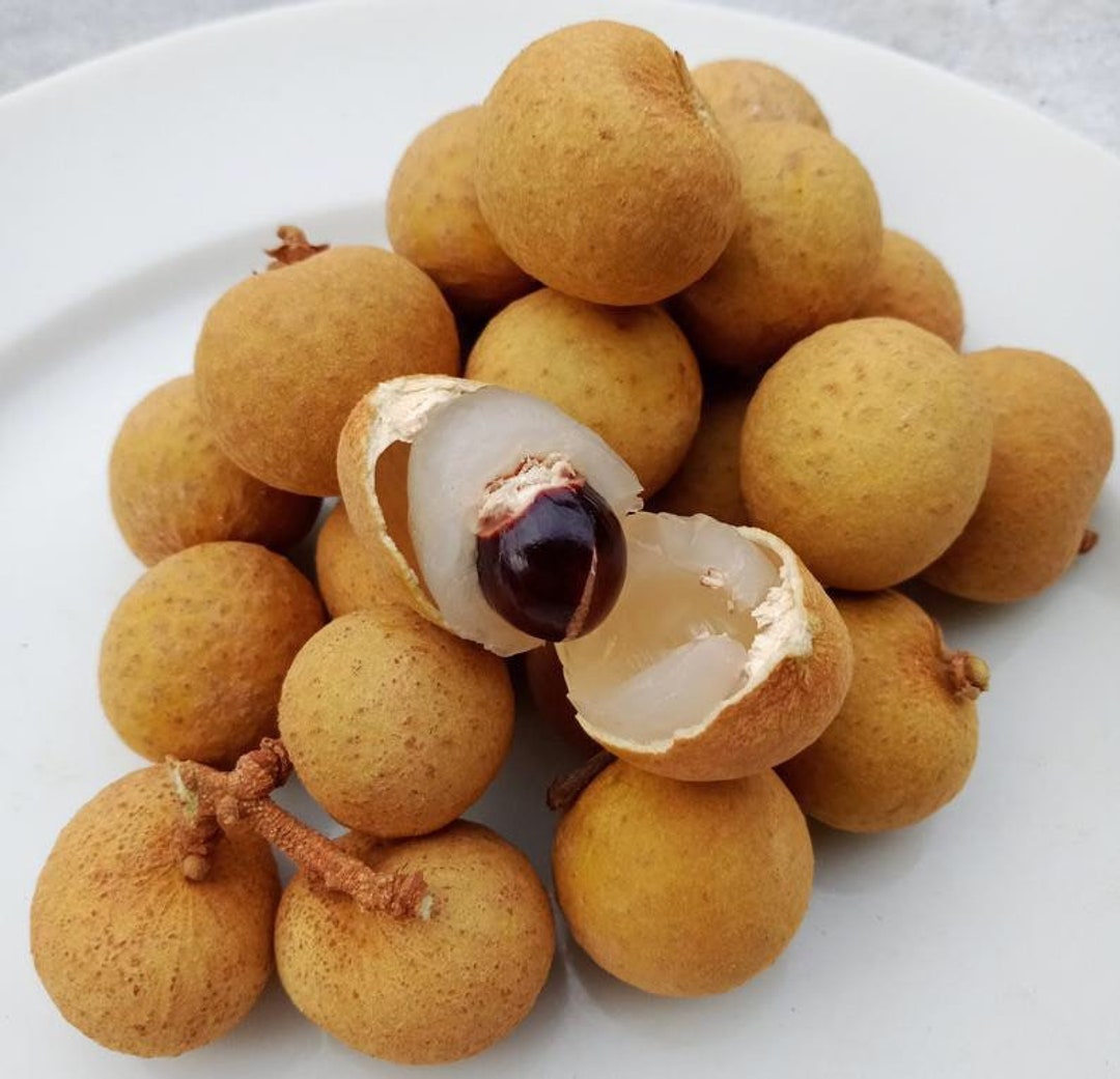 3ft up Biew Kiew Longan Airlayer Tree Shipping With Pot - Etsy