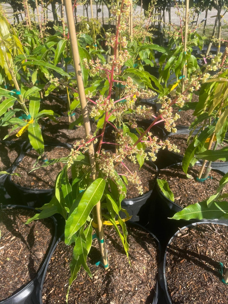 Julie Dwarf Mango Tree Shipping With Pot Etsy