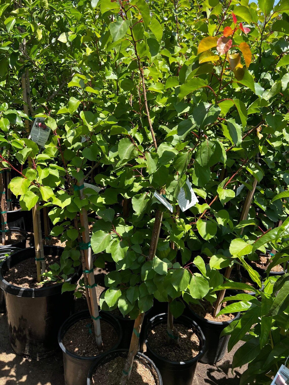 Gold Kist Apricot Tree semidwarf Grafted Tree 4ft Tall up Etsy