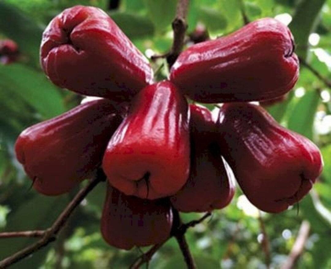 An Phuoc Wax Jambu Tree 7 Gallon Pot With Nice Branches Etsy