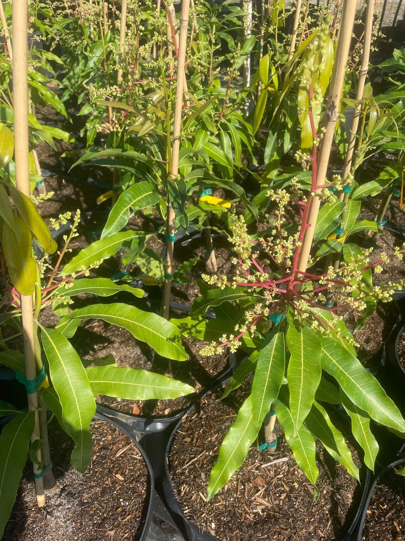 Julie Dwarf Mango Tree Shipping With Pot Etsy