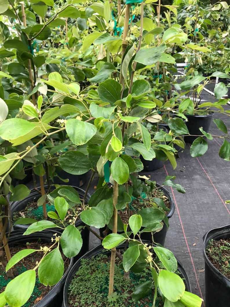 5ft Thai Giant Jujube Grafted Tree Ready Get Fruit 7 Gallon - Etsy